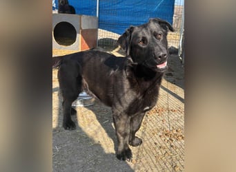 ⭐️COSTEL⭐️, Rüde, 2 Jahre, 42 cm, Mischling, Tierschutz