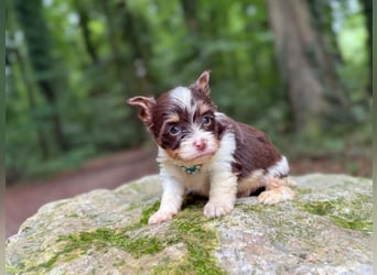 Yorkshire Terrier Biro Rüde