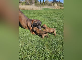 Hannoversche Schweißhund