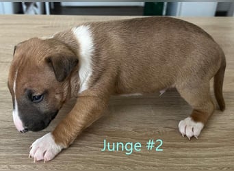 Miniature Bullterrier