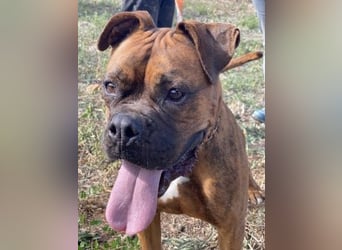 Boxermädel Ersi sucht ein aktives Zuhause.