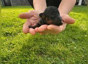 Welpen Pudel , Toypudel , Minipudel