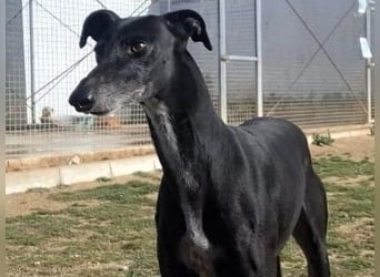 Maria4 geb. 01/2018 (ESP) - verspielte und gesellige Galga!