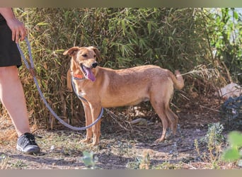 Badou, Mix Labrador / Schäferhund, lieb und sozial