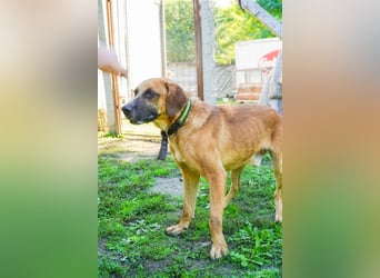 Vili-LM, intelligenter Kuschelboy sucht seine Familie