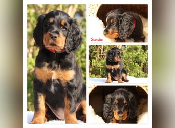 Verschmuste Gordon Setter aus familiärer Liebhaberzucht zu vermitteln