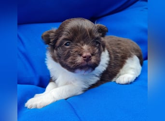 Bezaubernde Welpen aus Bolonka Zwetna und Pomeranian (Zwergspitz)