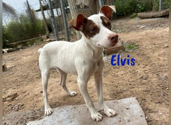 Elvis 12/2024 (ESP) - lustiger, verspielter und sozialer Bodeguero-Mix Welpe!