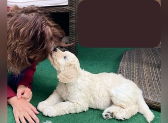 Abgabebereite Goldendoodle & Labradoodle Labrador+Golden+Retriever+Pudel Welpen