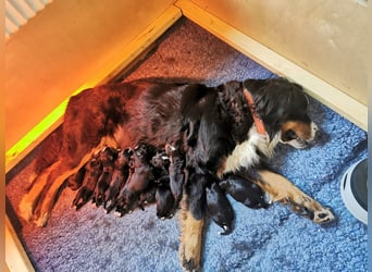 Wunderschöne Swissydog-Welpen mit Papieren - THERAPIEBEGLEITHUNDGEEIGNET