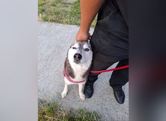 Saphira - liebe, menschenbezogene, aktive Sibirian-Husky-Mix Hündin / z.Zt. noch in Rumänien