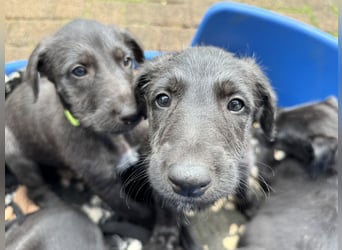 Deerhoundwelpen suchen ein liebevolles Für-Immer-Zuhause