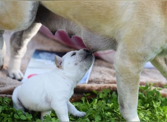 wunderschöne Shar Pei x Labrador Mix Welpen suchen Traumzuhause