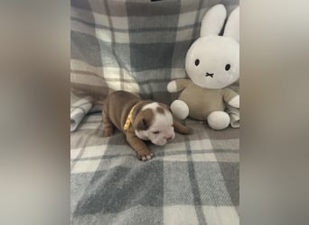 Englische Bulldoggen Welpen– 7 süße Mädels suchen bald ein Zuhause!