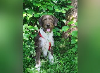 ♥GRETA♥ auf Pflegestelle bei Köln - ganz liebe, unkomplizierte anfangs etwas vorsichtige Hündin 50cm