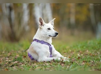 Unsichere Sunny sucht liebevolles Zuhause