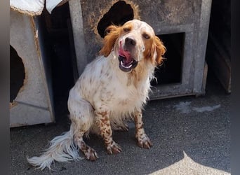 Lieber Setter ♥Luca♥ in 84513 Töging