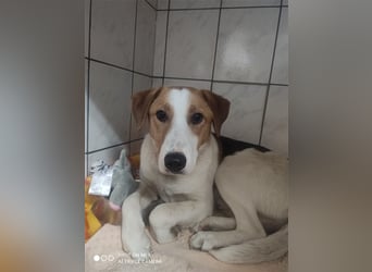 Vodka sucht geduldige Menschen zu denen er Vertrauen aufbauen kann !