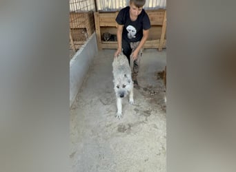 Monty – sanftmütiger, weiser, großer Bub sucht seine Menschen