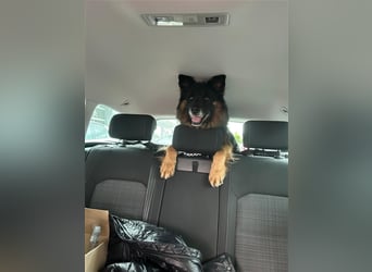 Toller Bruno sucht seine Familie