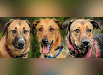 Muffin (weibl.), sucht liebevolle und geduldige Menschen!