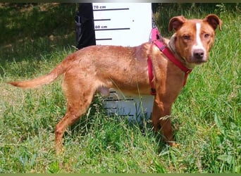 Julien, American Staffordshire Mischling
