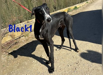 Black1 07/2024 (ESP) - liebevoller und sozialer Galgo Welpe sucht Windhundfans!