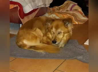 Handicap - Zorro ist blind und liebt Menschen sehr