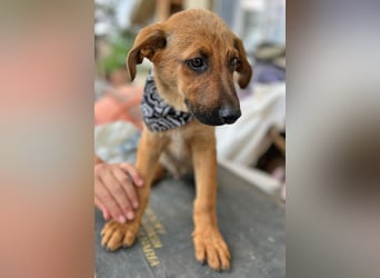 KIMO - möchte ins Hundeglück starten!