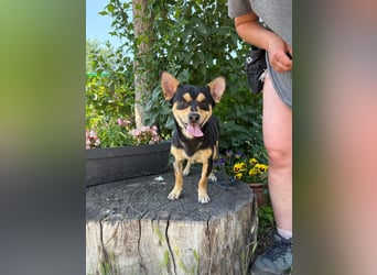 Traumhund Giso