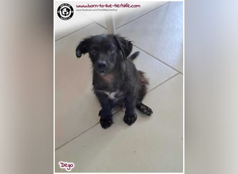 Mega lieber Dego sucht Zuhause
