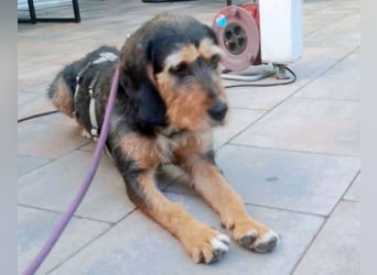 MIA - fantastische Hundedame auf Pflegestelle!