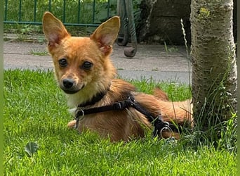 ♥ABBY♥ neu auf Pflegestelle bei Köln - bezaubernde, verschmuste kleine Juniorin 28 cm