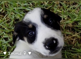 Erin, Emma, Eckie und Enya suchen ein Zuhause