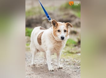 Mila - eine liebevolle Seniorin sucht warmes Körbchen aktuell in 58511 Lüdenscheid
