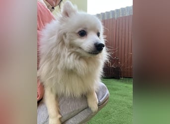 Louie SR – Ein kleiner Spitz mit großem Herz sucht sein Zuhause