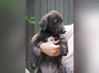 Ruby - sitzt auf gepackten Köfferchen