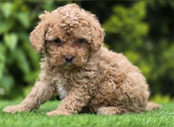 Cavapoo welpen