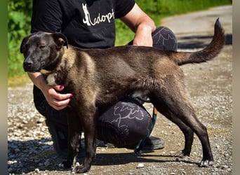 Zorro C68 ist offen im Kontakt mit Menschen