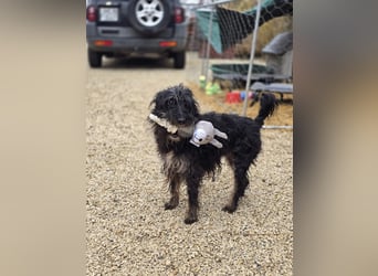 Borzi VA – Sensible Schnauzermix-Hündin sucht ein ruhiges Zuhause bei einer einfühlsamen, ruhigen Pe