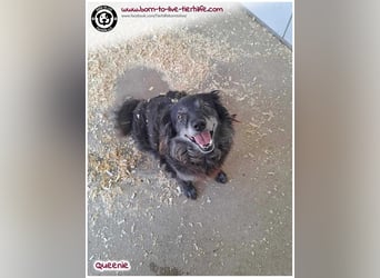 Freundliche QUEENIE sucht ein liebes Zuhause