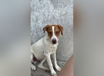Balto: „Ab über die Alpen und für immer nach Hause.“