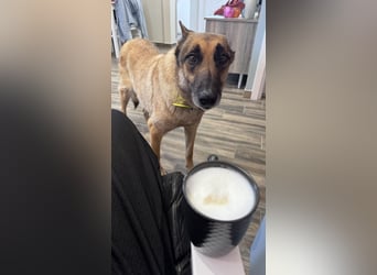 Schäferhundmix MADDOX sucht seine eigene Familie!