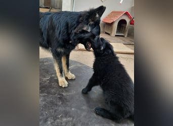 Altdeutsche Schäferhund Welpen