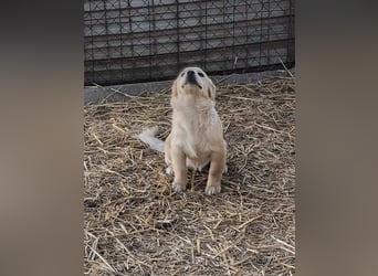 Kleine süße Maus Samira