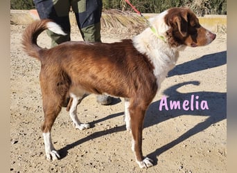 Amelia 08/2018 (ESP) - bezaubernde, ausgeglichene und soziale Hütehund-Mix Hündin!