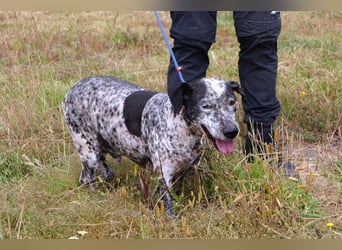 Zauro, Mix Bobtail / Briard / Cattle Dog, lieb und sozial