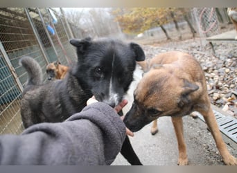 Zauberhafter LEWI - Herzenshund, Knutschkugel und Zuckerbub