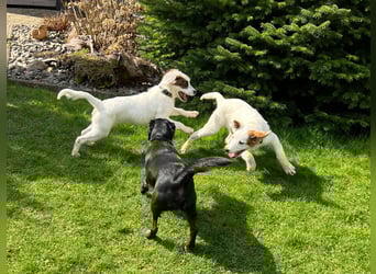 Englisch-Setter-Mix Welpe (Tierschutz)