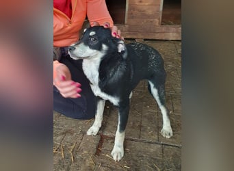 ♥LEVIA♥ süße, hübsche, noch etwas zurückhaltende Juniorin 39 cm (wachsend)